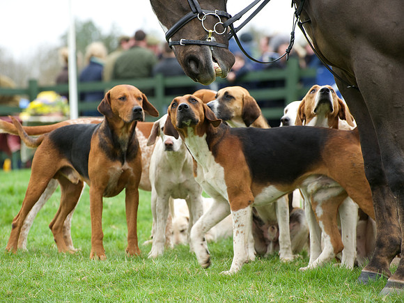 Pytchley - Hounds and friends 9