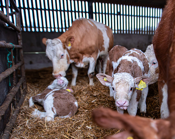 Lambing (68 of 111)
