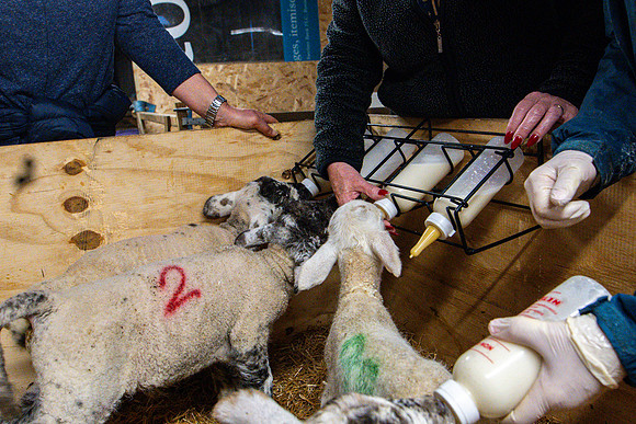 Lambing (31 of 111)