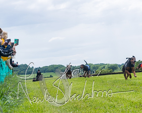 Race 7 - Hound Race etc (87 of 108)