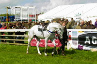 Race 2 - Open Maiden  4