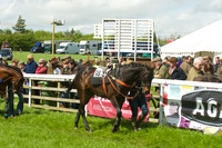Race 2 - Open Maiden  11