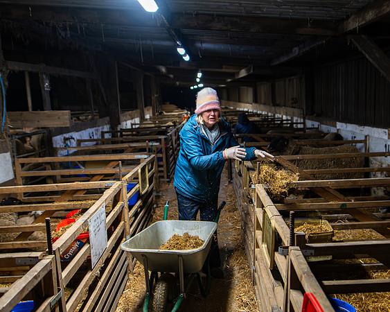 Lambing (105 of 111)
