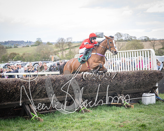 Race 2 - Tattersalls Cheltenham 4 year old Maiden (47 of 85)