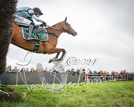 Race 2 - Tattersalls Cheltenham 4 year old Maiden (56 of 85)