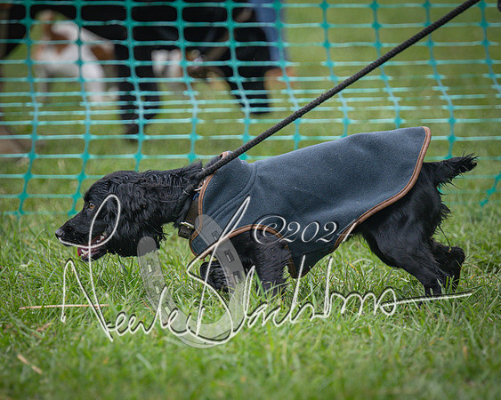 Bicester - Dog Show (8 of 106)