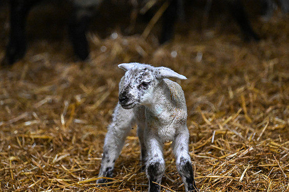Lambing (25 of 111)