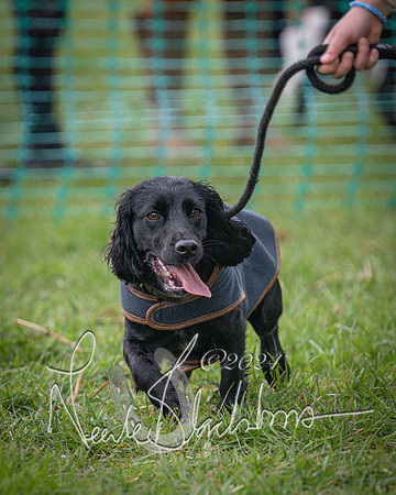 Bicester - Dog Show (9 of 106)