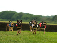 Hound Race -  17