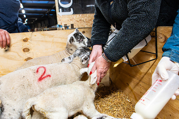 Lambing (36 of 111)