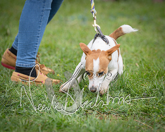 Bicester - Dog Show (50 of 106)