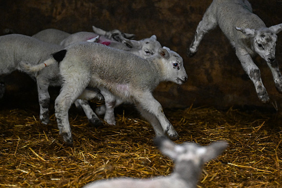 Lambing (18 of 111)