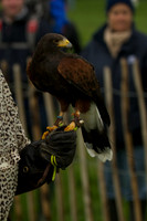 3 - CA Birds of Prey 10