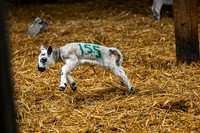 Lambing (12 of 111)