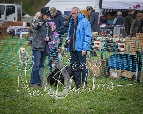 Bicester - Dog Show (20 of 106)