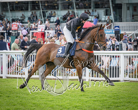 Race 2 - Olly Murphy Racing Stratford Ladies Open (46 of 111)