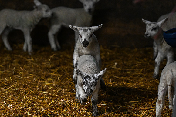 Lambing (23 of 111)