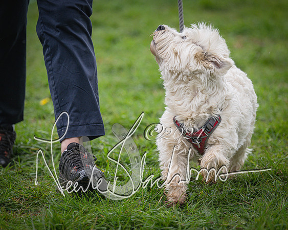 Bicester - Dog Show (4 of 106)