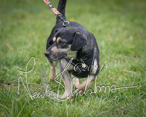 Bicester - Dog Show (70 of 106)