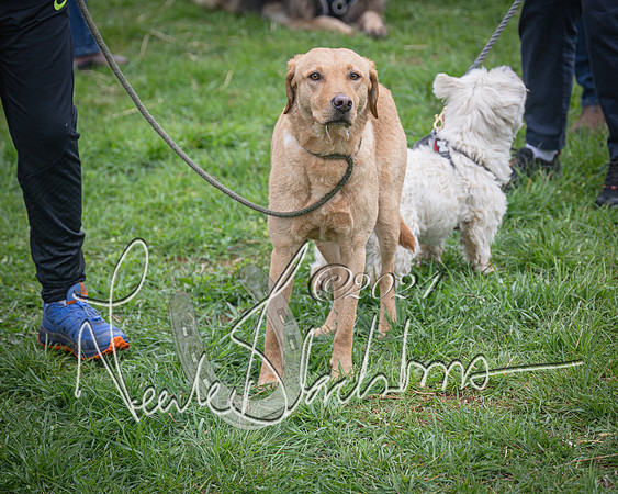 Bicester - Dog Show (28 of 106)