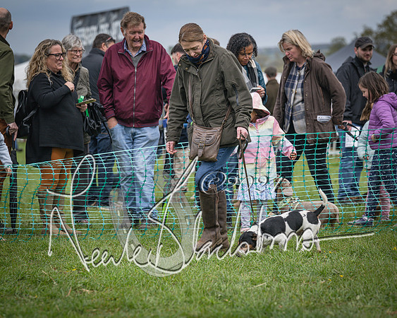 Bicester - Dog Show (62 of 106)