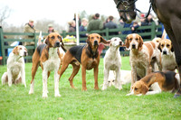 Pytchley - Hounds and friends 10