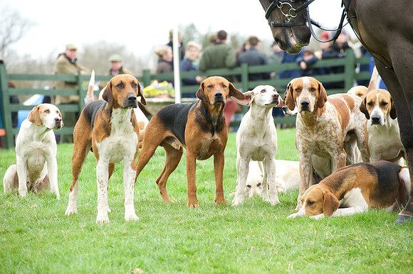 Pytchley - Hounds and friends 10