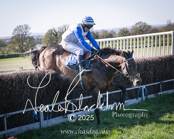 Race 6 - Veteran horse (93 of 109)
