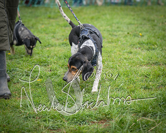 Bicester - Dog Show (36 of 106)