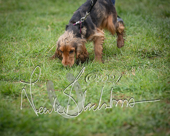 Bicester - Dog Show (94 of 106)