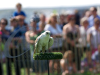 picture-16