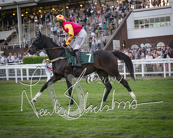 Race - 7 The Royal Gloucester Hussars Open Hunter's steeplechase 2m4f 127y (61 of 210)