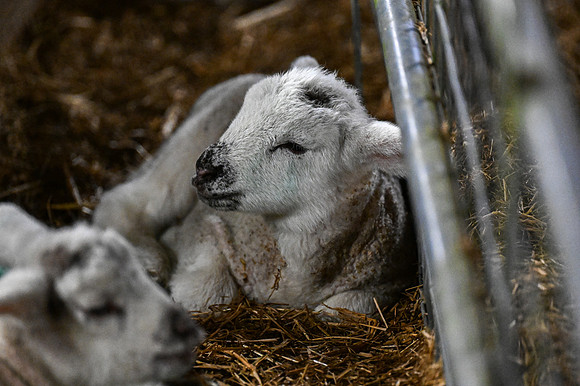 Lambing (29 of 111)