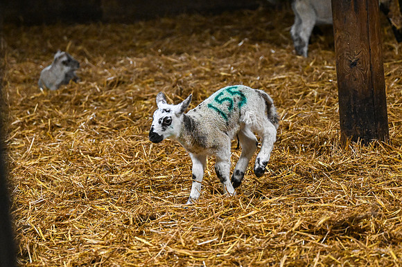 Lambing (10 of 111)