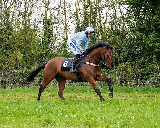 Race 3 - Young Horse Maiden (11 of 216)