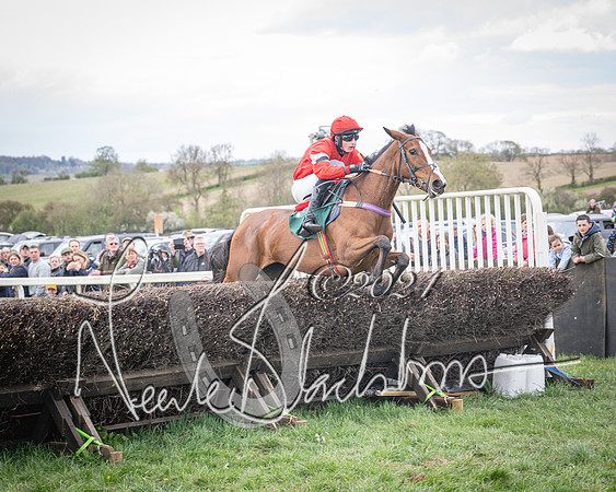 Race 2 - Tattersalls Cheltenham 4 year old Maiden (48 of 85)
