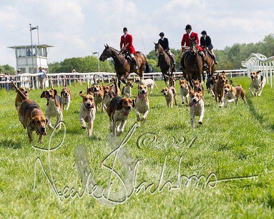 Race 4 - PPORA Novice Riders Final  (13 of 362)