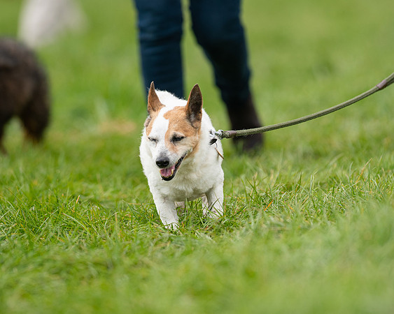 Hounds and Others (35 of 100)