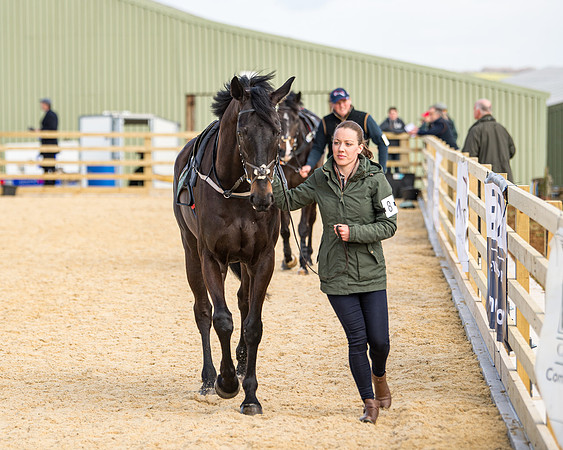 Race 2 - Young Horse Maiden (2 of 104)