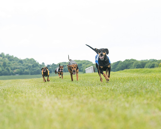 Hound Race  (33 of 49)