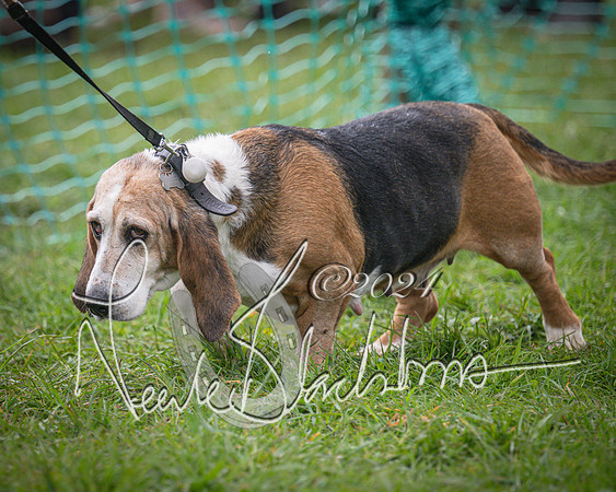 Bicester - Dog Show (15 of 106)