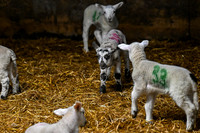 Lambing (7 of 111)