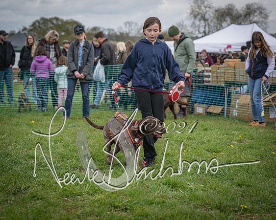 Bicester - Dog Show (42 of 106)