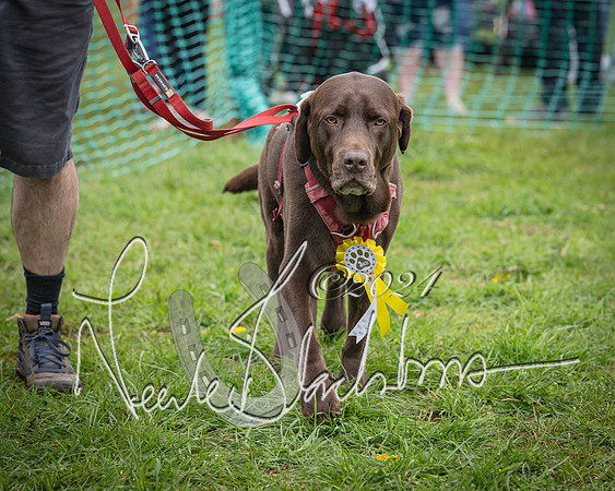 Bicester - Dog Show (47 of 106)