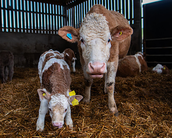 Lambing (57 of 111)