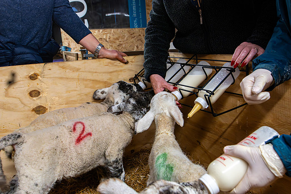 Lambing (30 of 111)