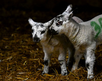 Lambing (5 of 111)