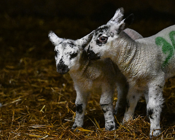 Lambing (5 of 111)