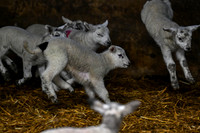 Lambing (19 of 111)