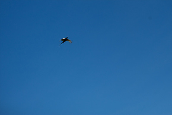 DAS_8177
